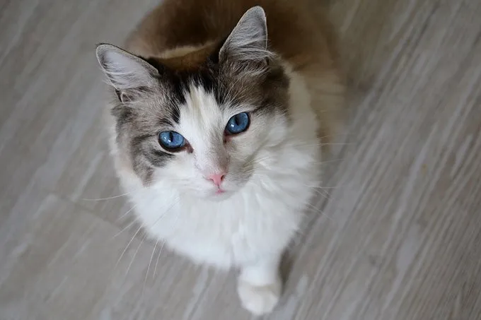 Portrait of a ragdoll cat with beautiful blue eyes looking at the camera .Ragdolls are large, laid-back, semi longhaired cats with captivating blue eyes