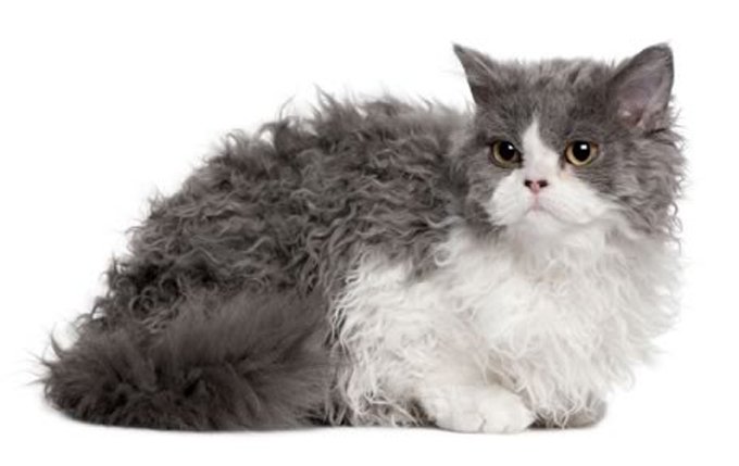 selkirk-rex-cat-breed