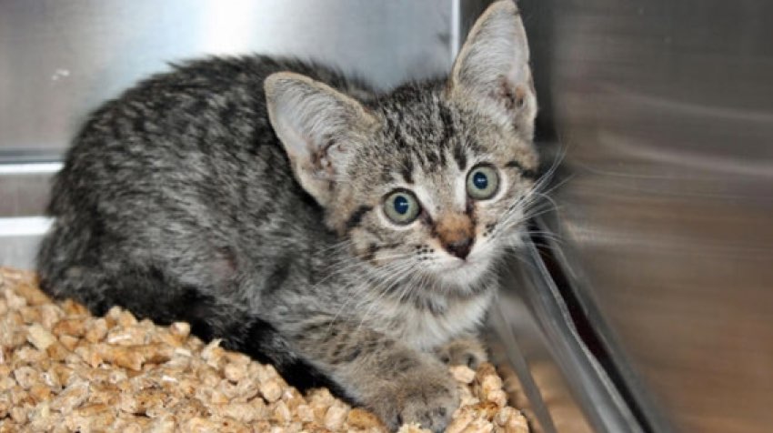 Kitten Takes 25-mile Ride Inside Minivan_s Front Bumper - Google Search