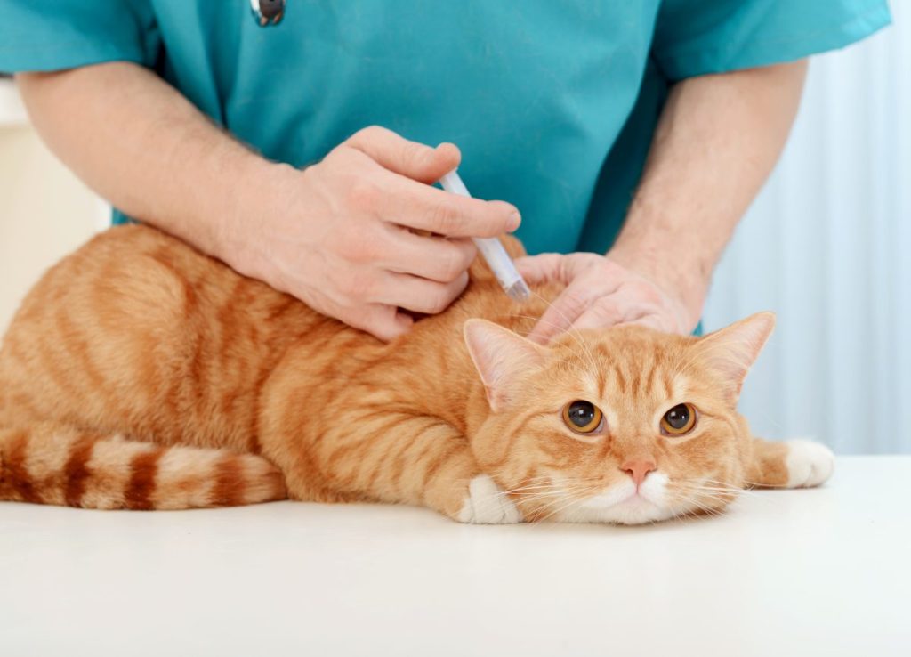 vet giving feline  vaccine