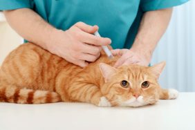 vet giving cat vaccine