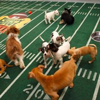 Puppy Bowl a real touchdown for animal shelters - CatTime