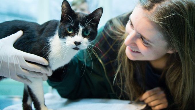 cat with vet during national pet dental health month