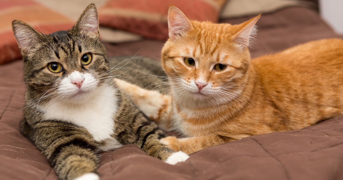 How do you introduce 2 cats deals