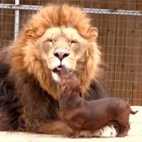 Sausage dog 2024 and lion