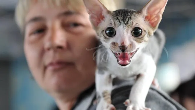 cat on owners shoulder