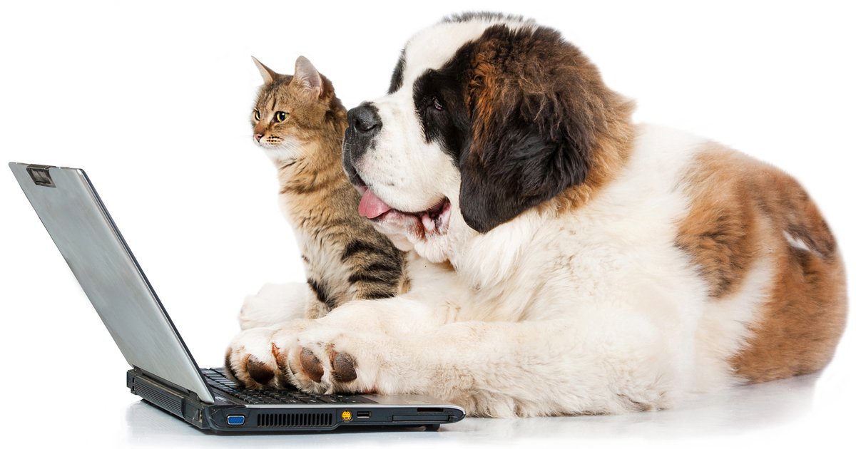 Ordering online What’s best for your pet? CatTime