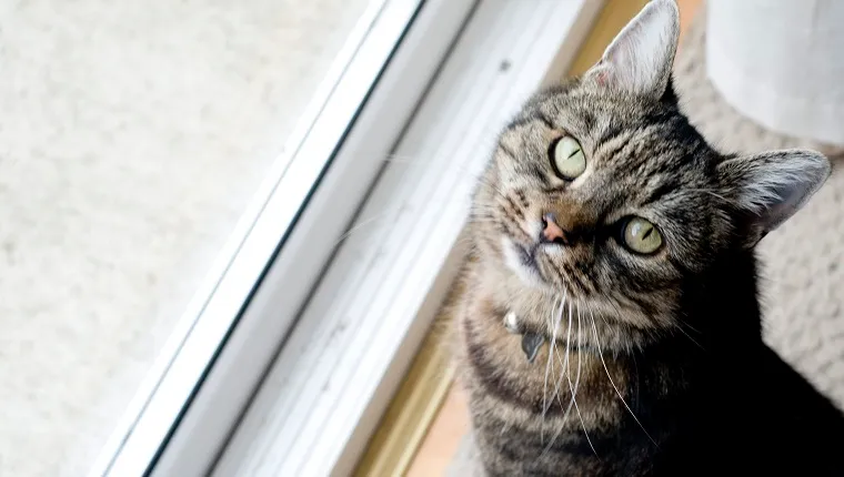 Old cat beside a window