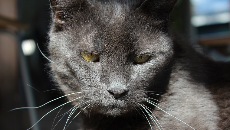 very old and wise looking grey cat