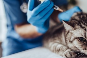 Cropped image of doctor veterinarian is examining cute grey cat at vet clinic. Preparing to make an injection.