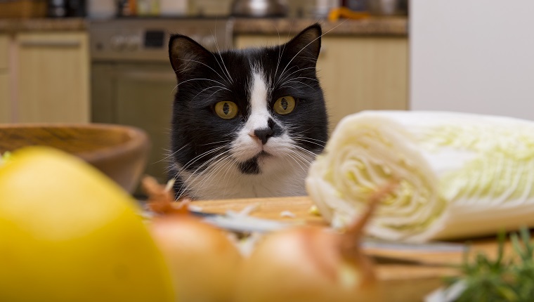 cat looking at the table with food in the kitchen