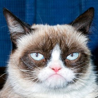 CatTime’s top 10 cat news stories of 2013 - CatTime