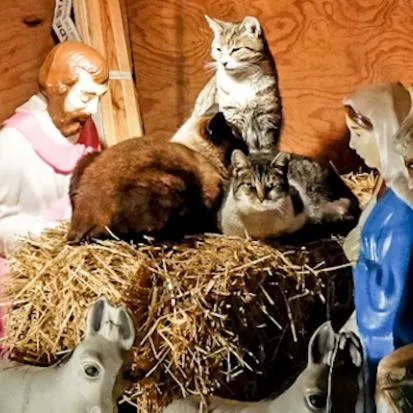 Cat in nativity sale