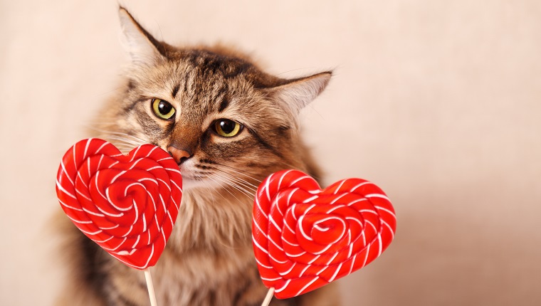 Valentine's day background. Beautiful fluffy cat sniffs a heart-shaped Lollipop on a beige background, close-up. Greeting card.