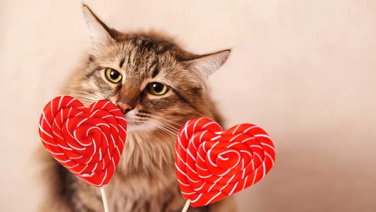 Valentine's day background. Beautiful fluffy cat sniffs a heart-shaped Lollipop on a beige background, close-up. Greeting card.