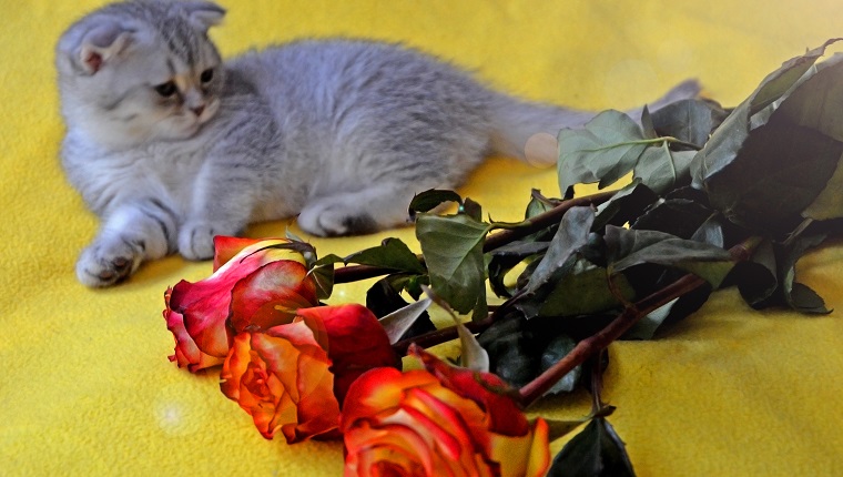 Little cute kitten lies on a yellow plaid near a bouquet of beautiful roses.