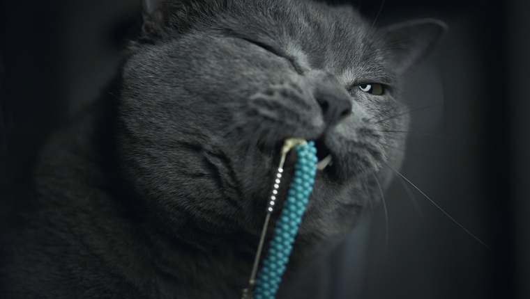 A cat bite bracelet