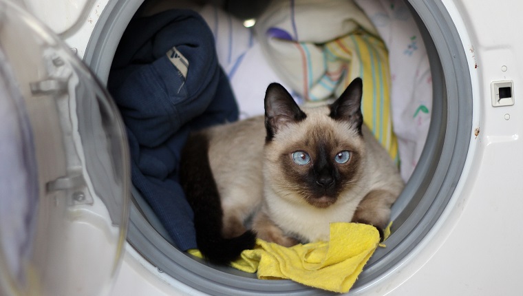 Thai cat climbed into a washing machine and lies there