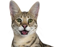 An F1 Savannah cat smiling in a white photography studio.