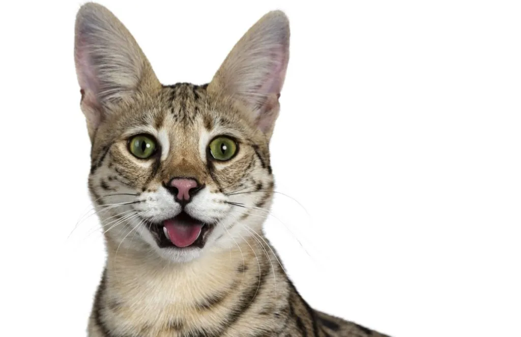 An F1 Savannah cat smiling in a white photography studio.