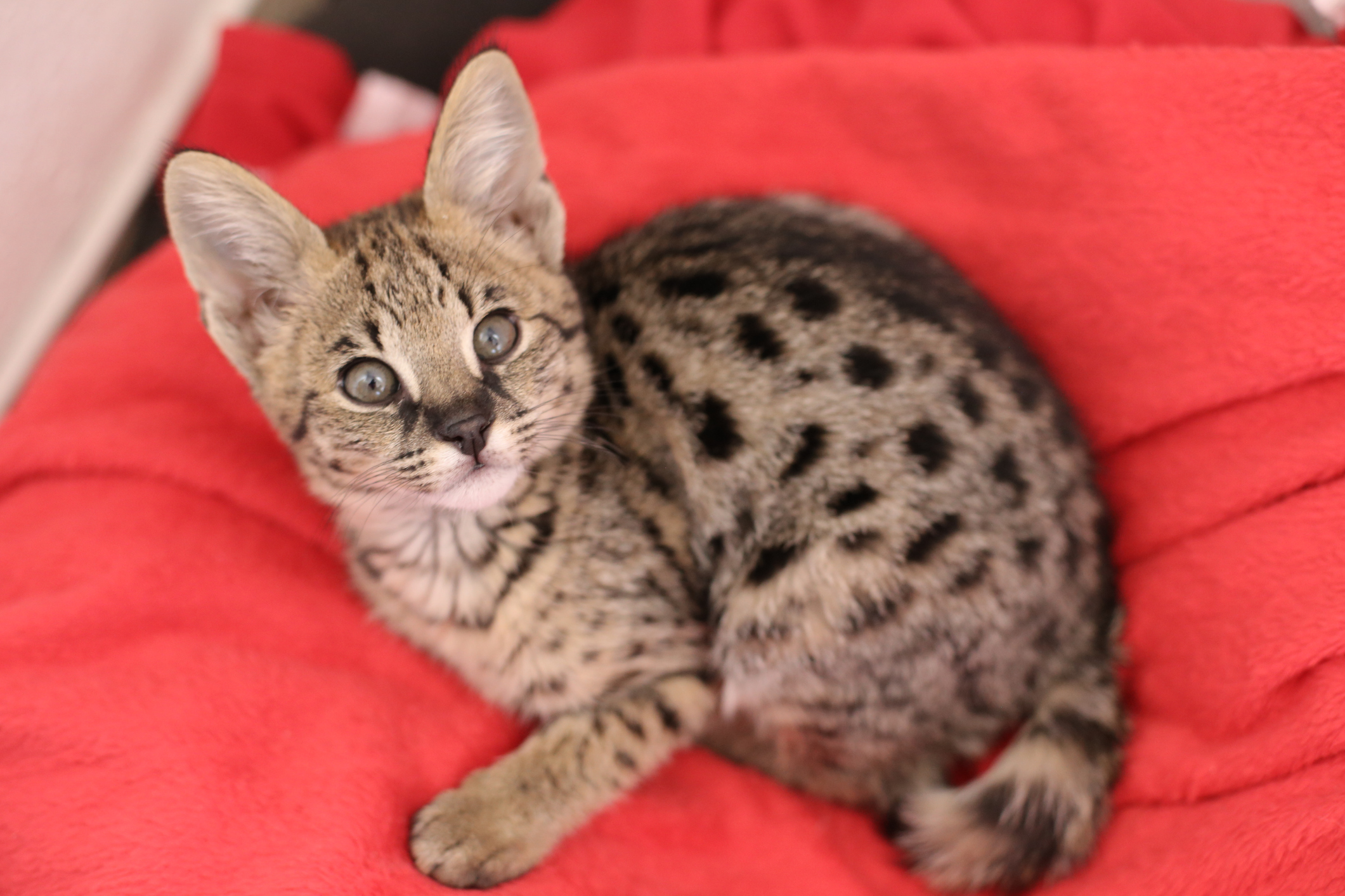 Savannah Cat Breed Information & Characteristics