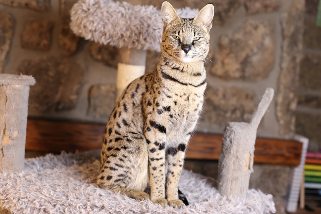 spotted Savannah cat staring at the camera