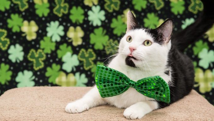 cat with green bow tie for saint patrick's day