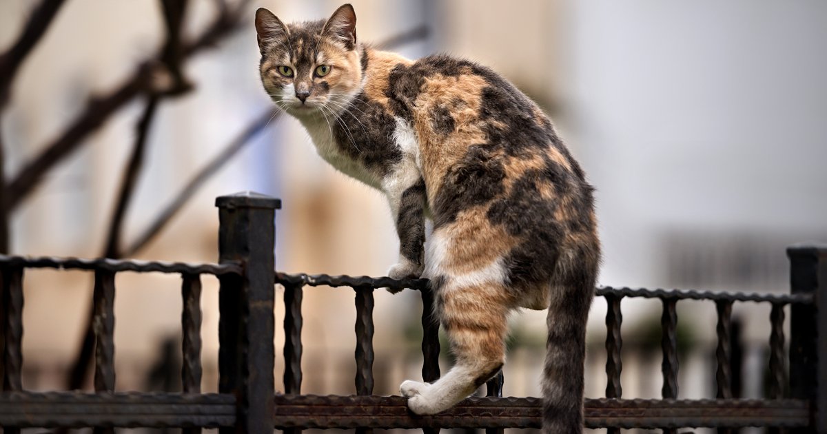 Feral Cats: What To Do With Them: The Debate Heats Up Nationwide - CatTime