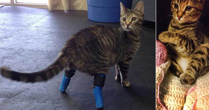 Boots with a pair of temporary prosthetics, jokingly called “house slippers” (left); the feline without prosthetics (right).