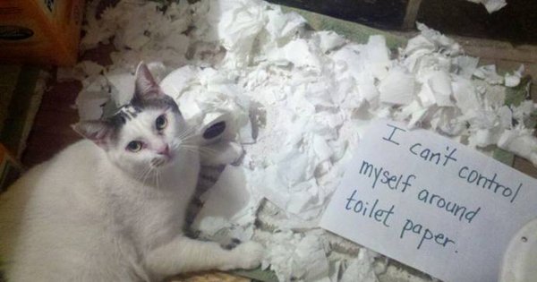 25 pictures of cat shaming - CatTime