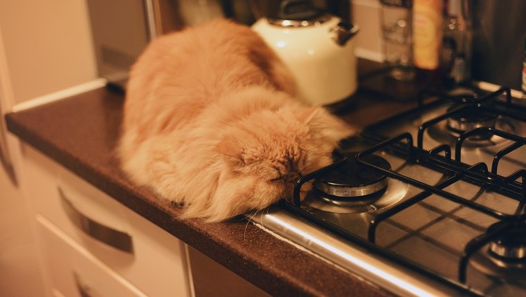 Red/orange Persian cat with grumpy face asleep in a kitchen beside a stove top and kettle.