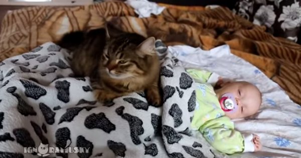 cat-snuggles-with-human-baby-video-cattime