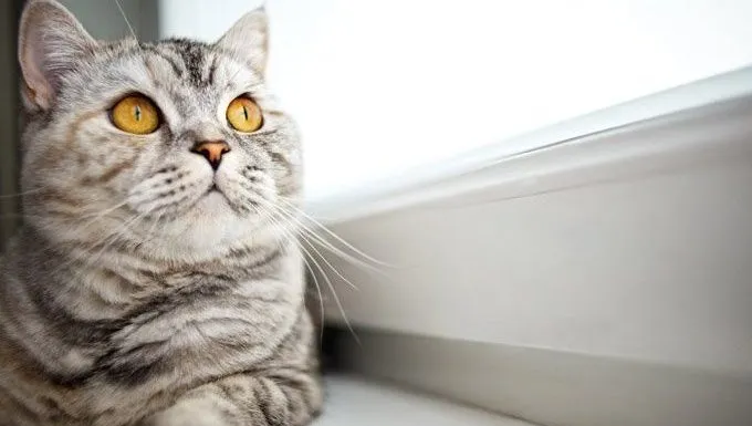 cat with yellow eyes looks out window, thinking of famous quotes about cats