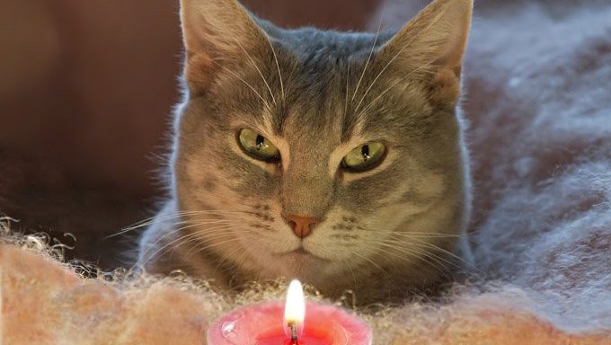 cat looking at candle