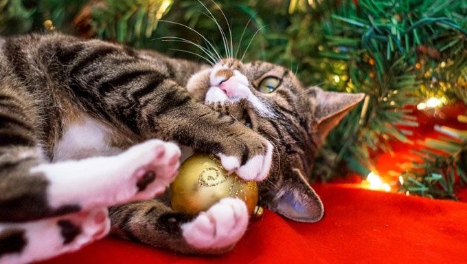 cat holding ornament