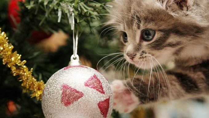 kitten reaches for ornament