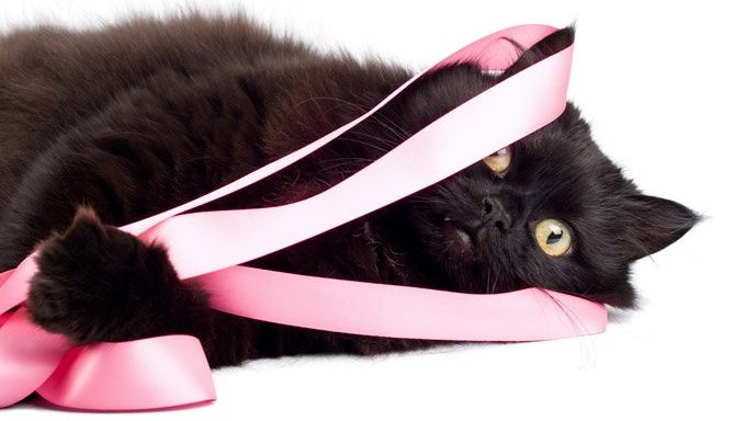 cat wrapped in pink ribbon