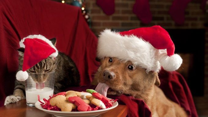 cat and dog eat christmas cookies and milk