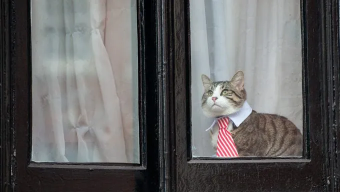cat in tie looking out of window