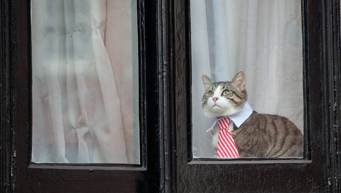 cat in tie looking out of window