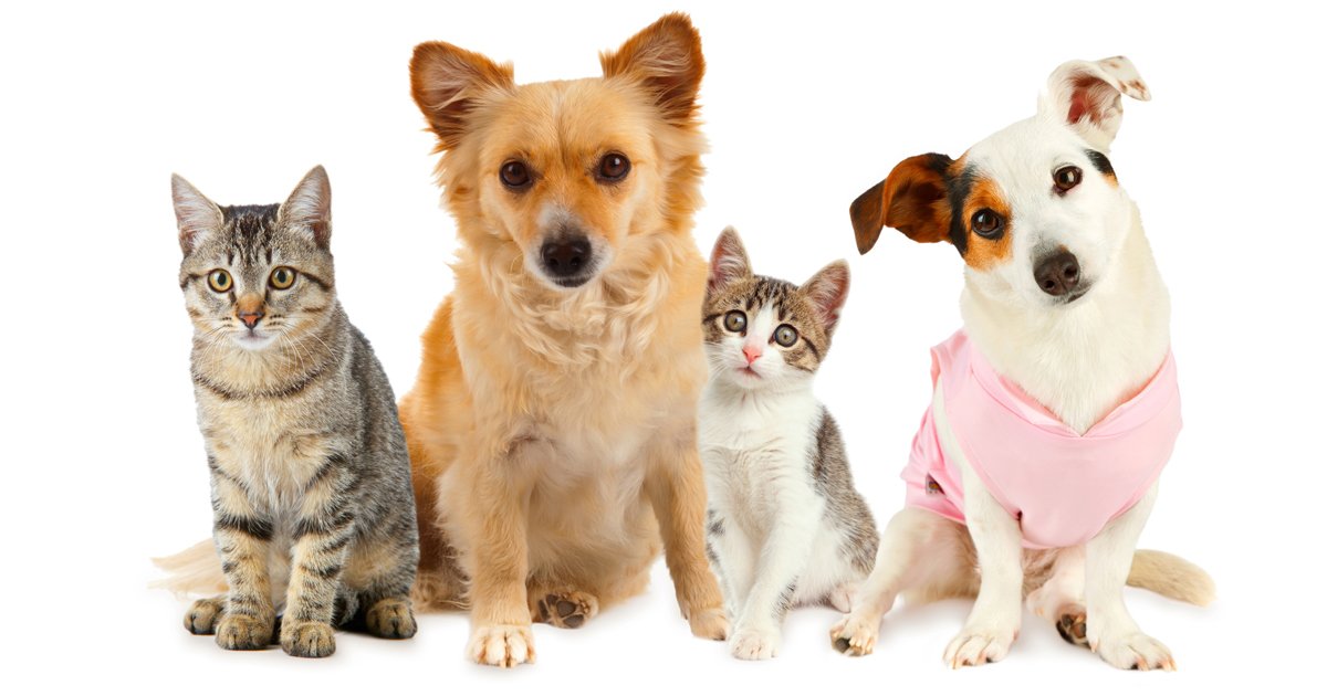 Top 10 most popular dog and cat names of 2014 CatTime