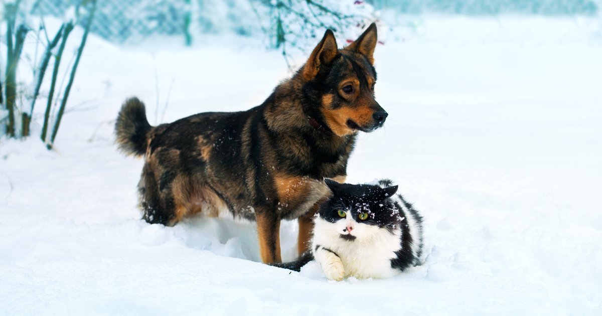 Blizzard safety alert for your dogs and cats CatTime