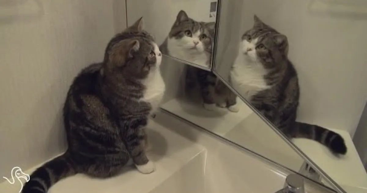 Cats And Mirrors Are Hilarious [VIDEO] CatTime