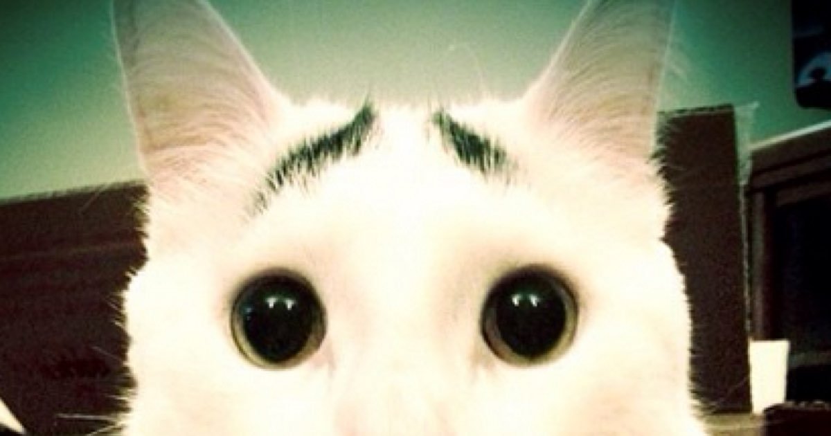 cats with eyebrows