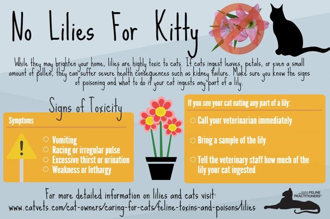 Beware: Easter Lilies Are Toxic To Cats - CatTime