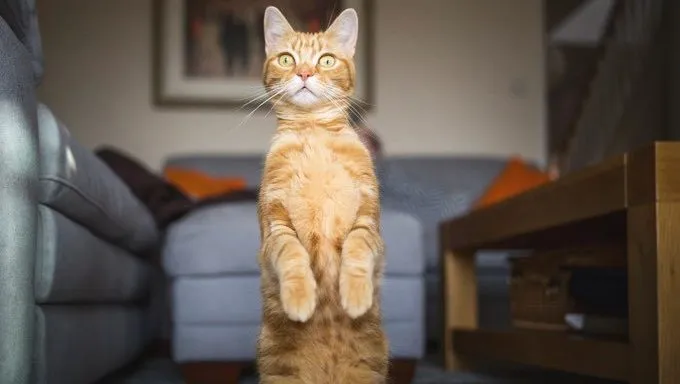 cat sitting on hind legs with front paws up