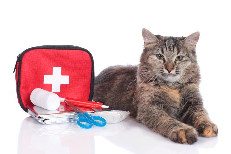 Cat Emergency Room Cost