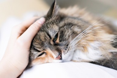 Closeup portrait of one sad calico maine coon cat face lying on bed in bedroom room, looking down, bored, depression, woman hand petting head