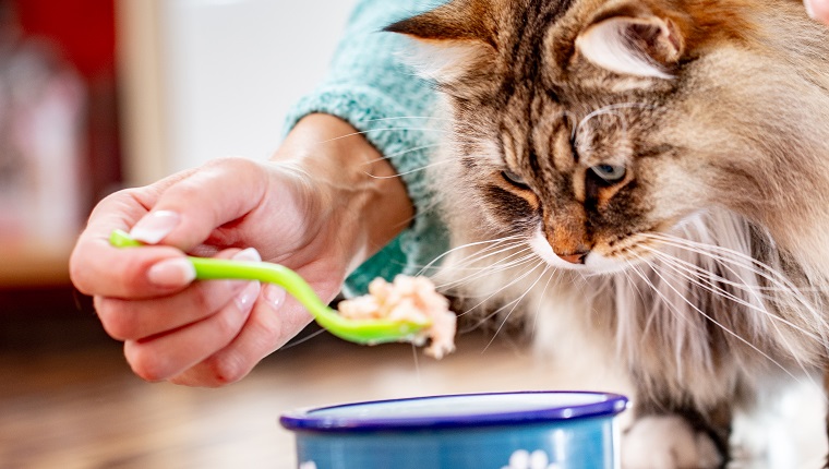Adult Woman Feeding Her Siberian Cat With a Spoon.