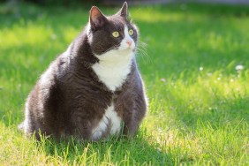 Slight obese, or fat, pussy cat outside in the sunny garden with fresh green grass in spring in the Netherlands